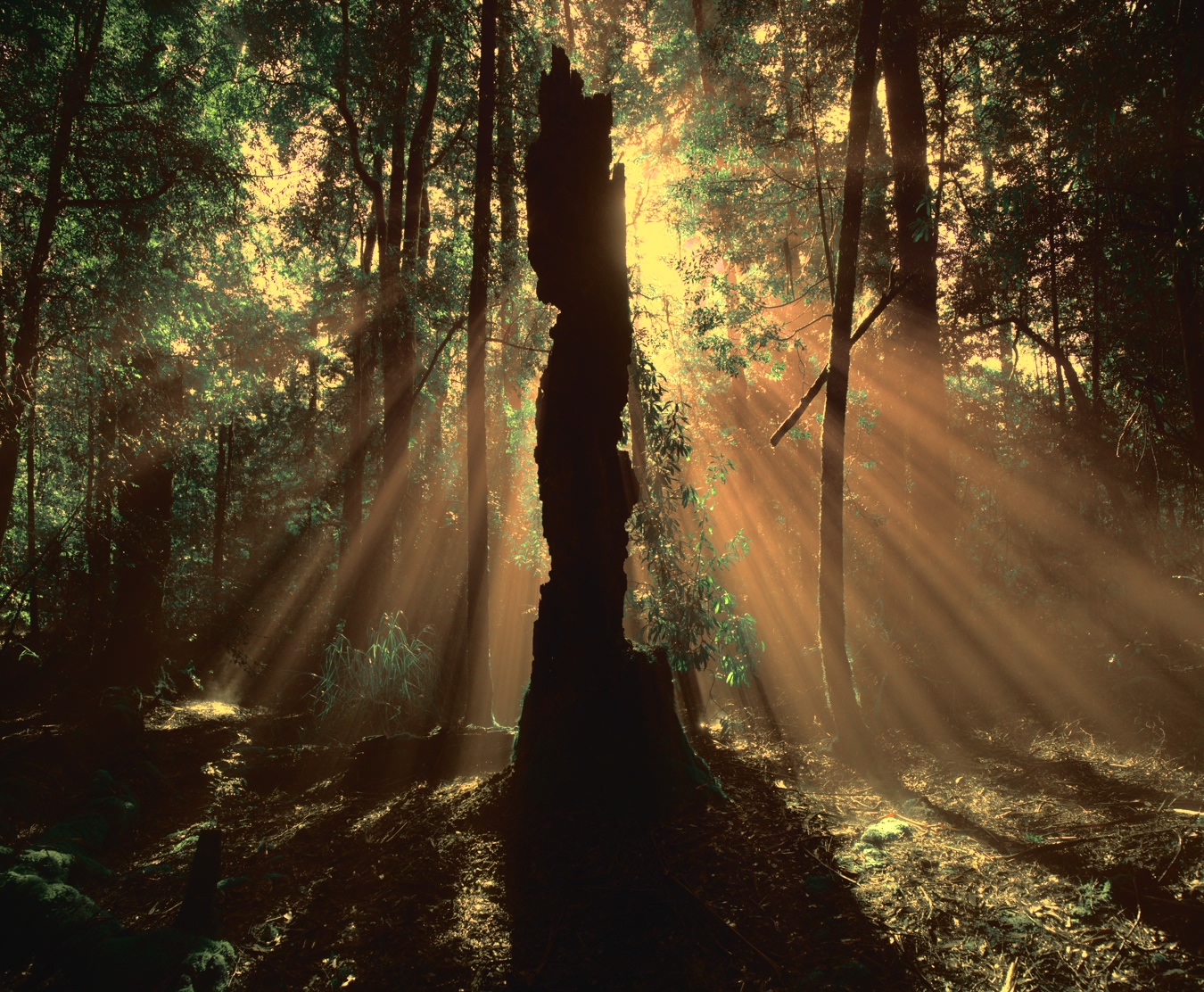 light through trees in forest with a sculture of tree that cockatoos chewed
